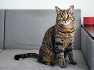chat maison
